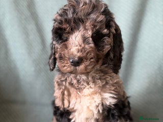 Cockapoo dogs - Advert 16