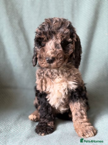 Cockapoo dogs - Advert 2