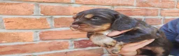 Cocker Spaniel dogs for sale: Cocker Spaniel Puppies  - Advert 21
