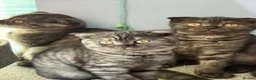 Scottish Fold cats for sale:  3 Full Pedigree Fold Girls        - Advert 17