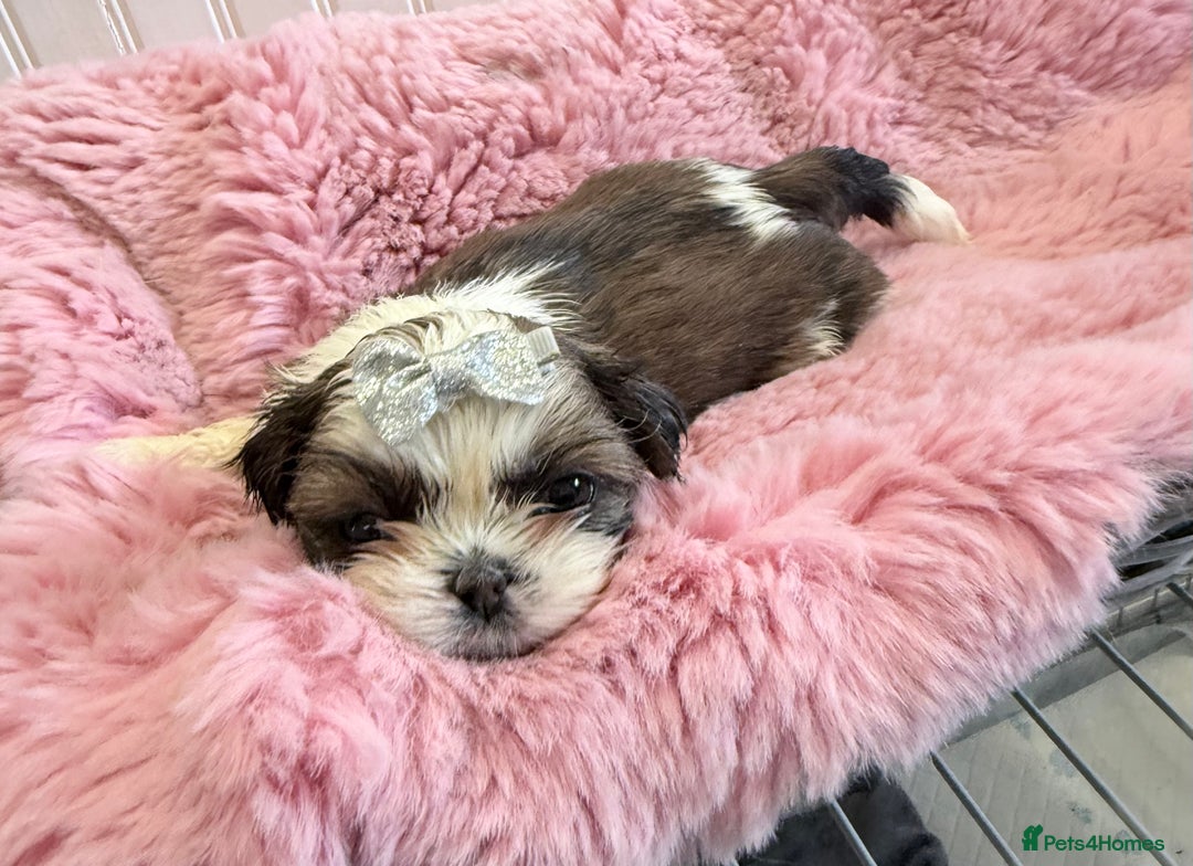 Shih Tzu dogs for sale: 3 Beautiful Shih Tzu girls left 🐶⭐️ - Advert 9