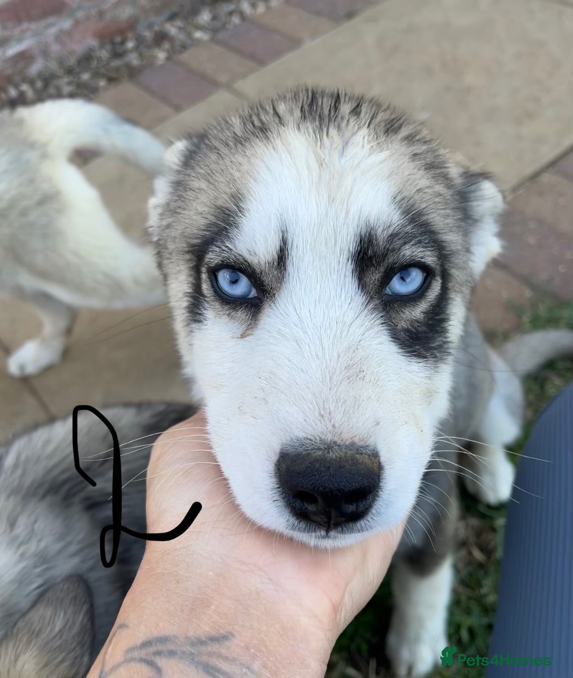 Siberian Husky dogs 3 Stunning Male Pups - Advert 1