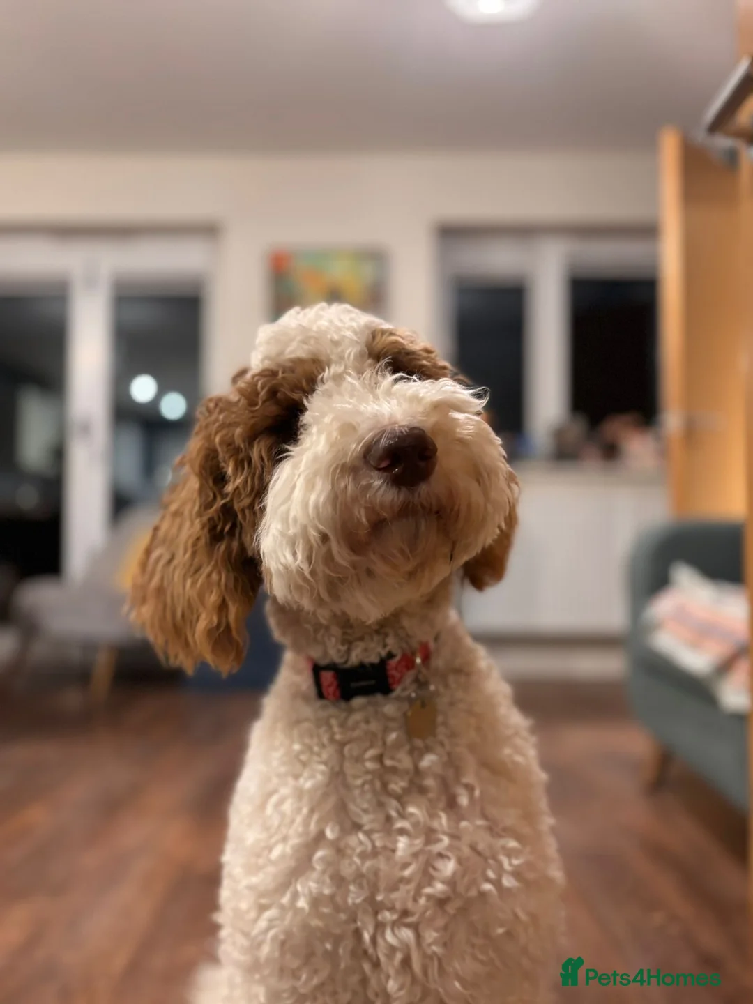 Mixed Breed dogs for sale: Exceptional Australian labradoodle /Double Doodles - Advert 24