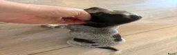 Jackshund dogs for sale: 4 Beautiful Male Jackhaunds   - Advert 8
