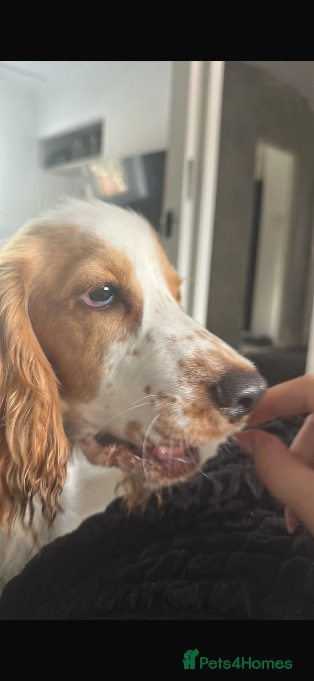 Cocker Spaniel dogs for sale: Rehome in Norwich - Advert 2