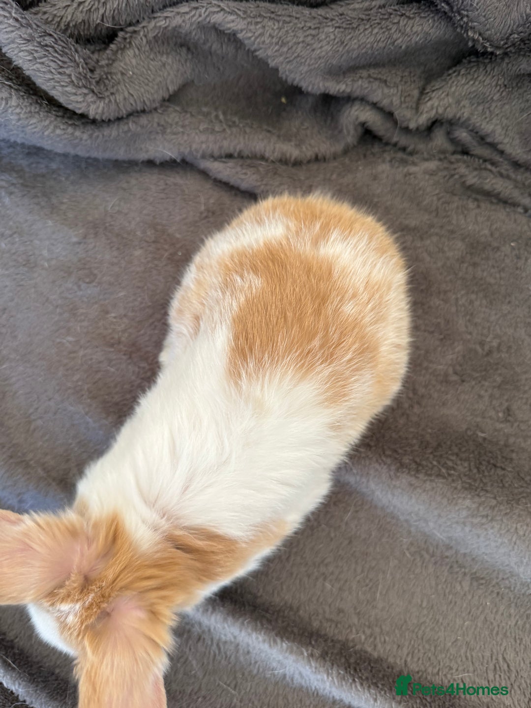 Mixed Breed rabbits for sale: Beautiful friendly baby bunnies ready in 4 weeks  - Advert 23