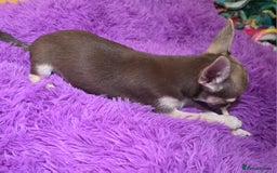 Chihuahua dogs for sale: BOY  Ready To Go✔️ in Basildon - Image 8
