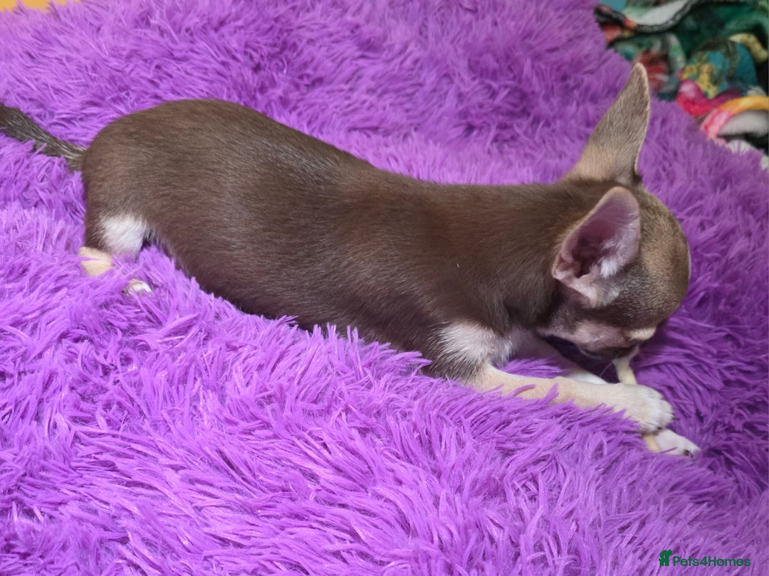 Chihuahua dogs for sale: BOY  Ready To Go✔️ in Basildon - Image 8