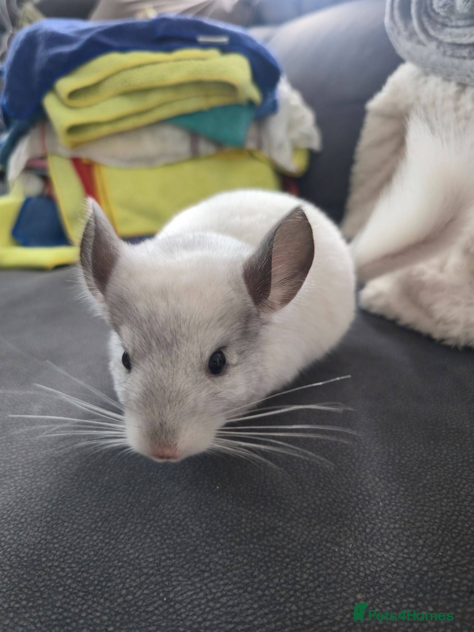 Chinchilla rodents Chinchillas for sale  - Advert 1
