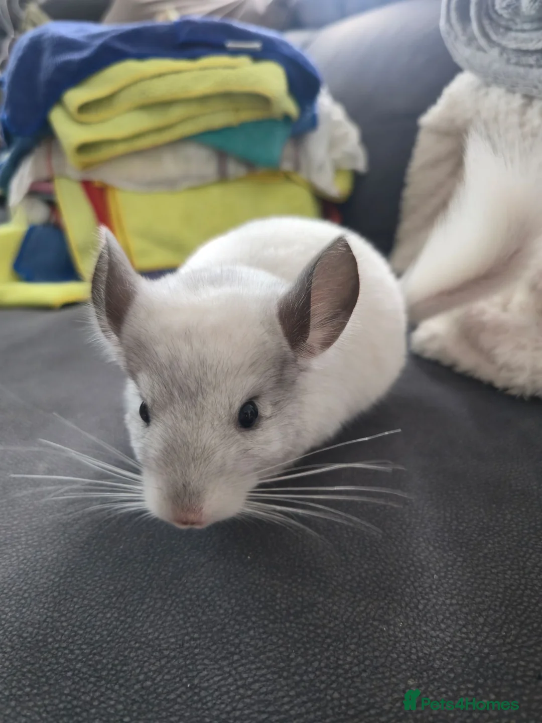 Chinchilla rodents for sale: Chinchillas for sale  - Advert 1