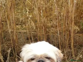 Shih Tzu dogs KC Registered stud in Cullompton - Advert 10