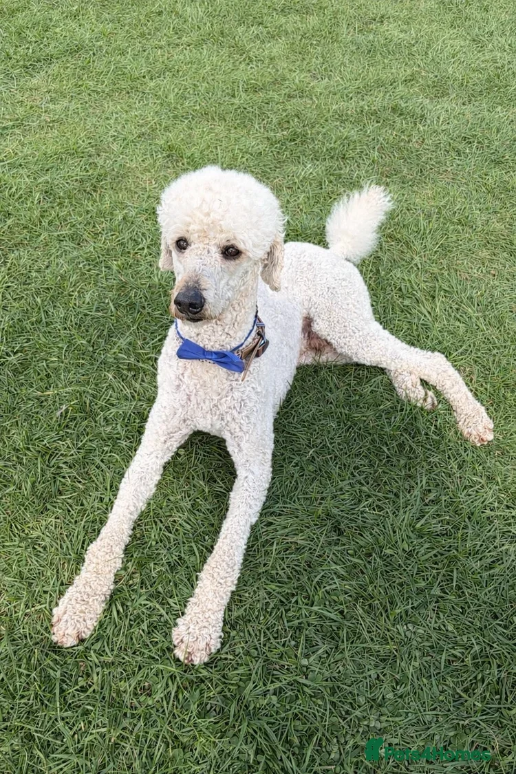 Standard Poodle dogs Puppy Prelisting - Advert 2