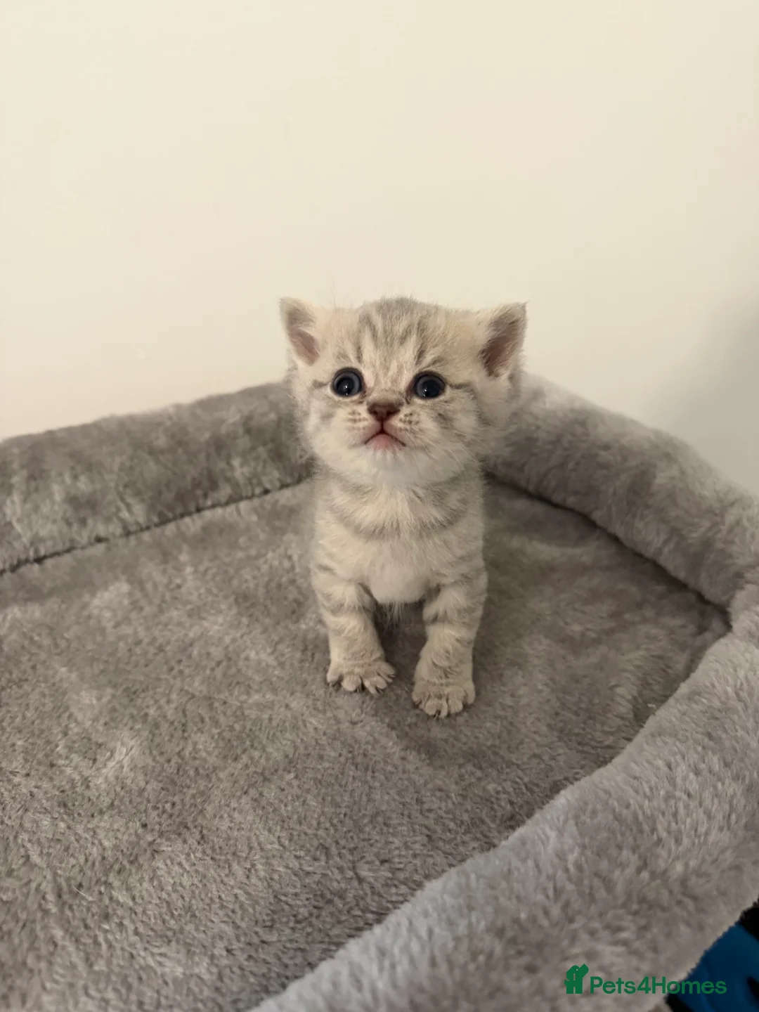 Scottish Fold cats for sale: Scottish fold female kitten pure breed in London - Advert 2