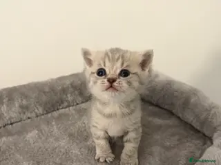 Scottish Fold cats Scottish fold female kitten pure breed - Advert 6