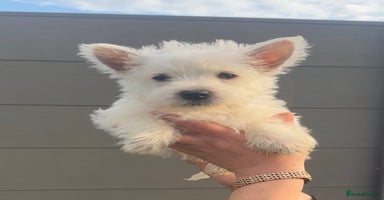 West Highland Terrier dogs - Advert 9