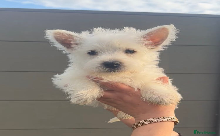 West Highland Terrier dogs - Advert 3