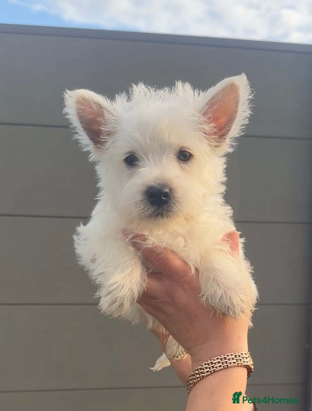 West Highland Terrier dogs for sale: West Highland Terrier pups Dad show lines - Image 1