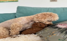 Toy Poodle dogs for sale: Pocket-Sized Love&Personality: Meet Our Toy Poodle - Image 4