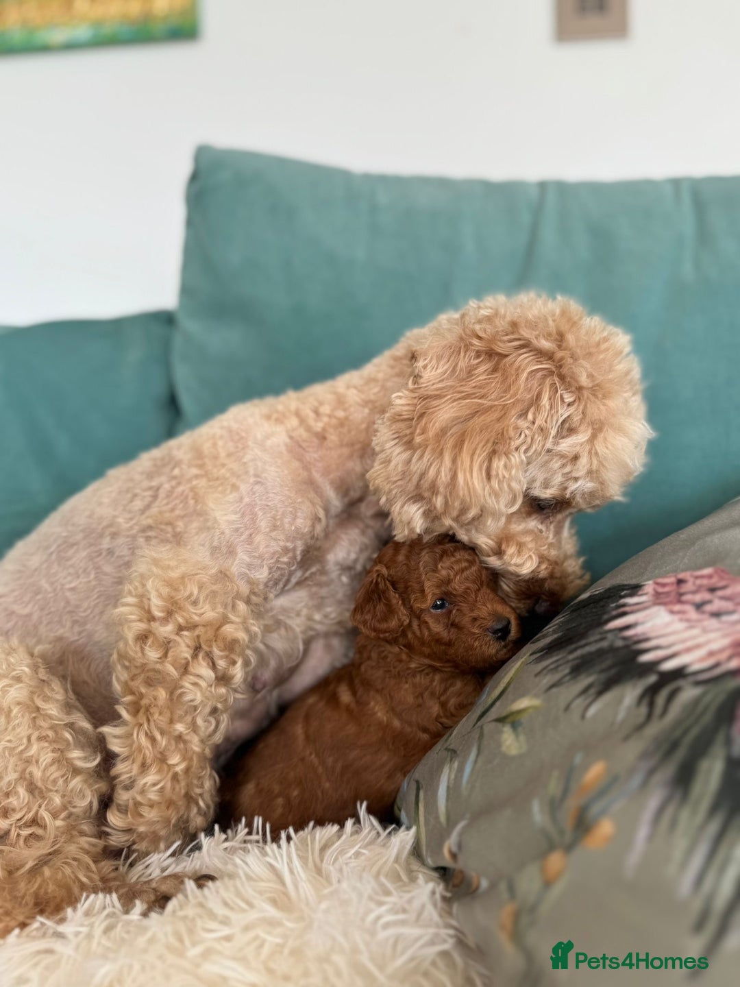 Toy Poodle dogs for sale: Pocket-Sized Love&Personality: Meet Our Toy Poodle - Image 4