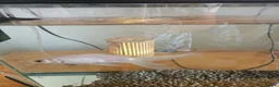 Goldfish fish for sale: Goldfish  in Cardiff - Advert 4