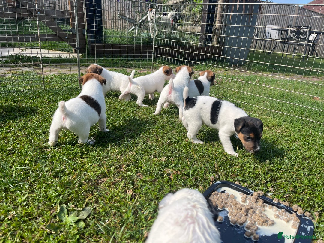 Jack Russell dogs for sale: Jack Russell puppies - Image 10