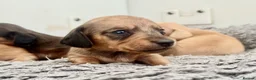 Miniature Dachshund dogs for sale: Long/smooth haired cream/Red Mini Dachshund pups - Advert 16
