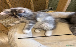 Maine Coon cats for sale: Maine Coon pedigree  - Image 4