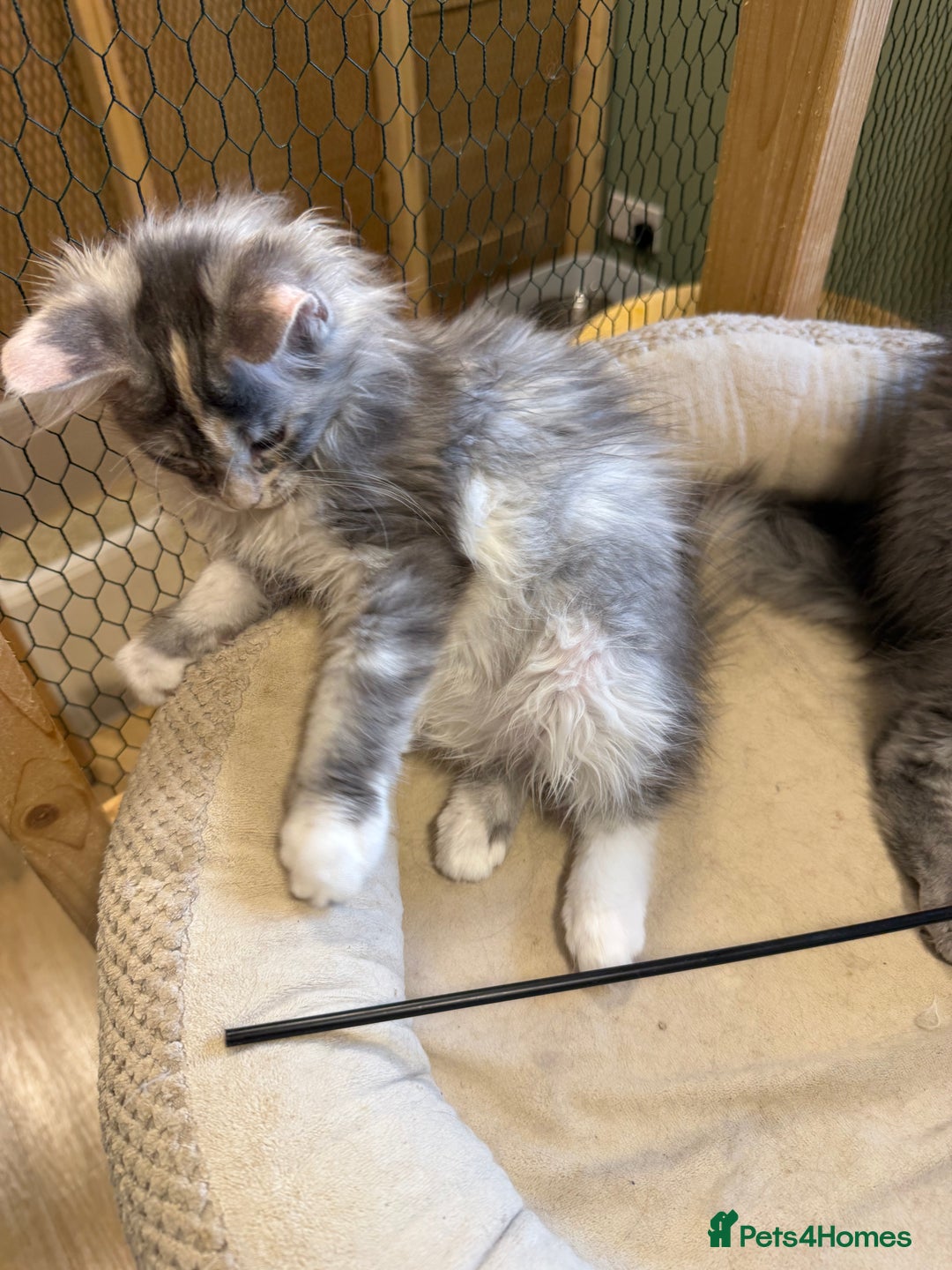 Maine Coon cats for sale: Maine Coon pedigree  - Image 4