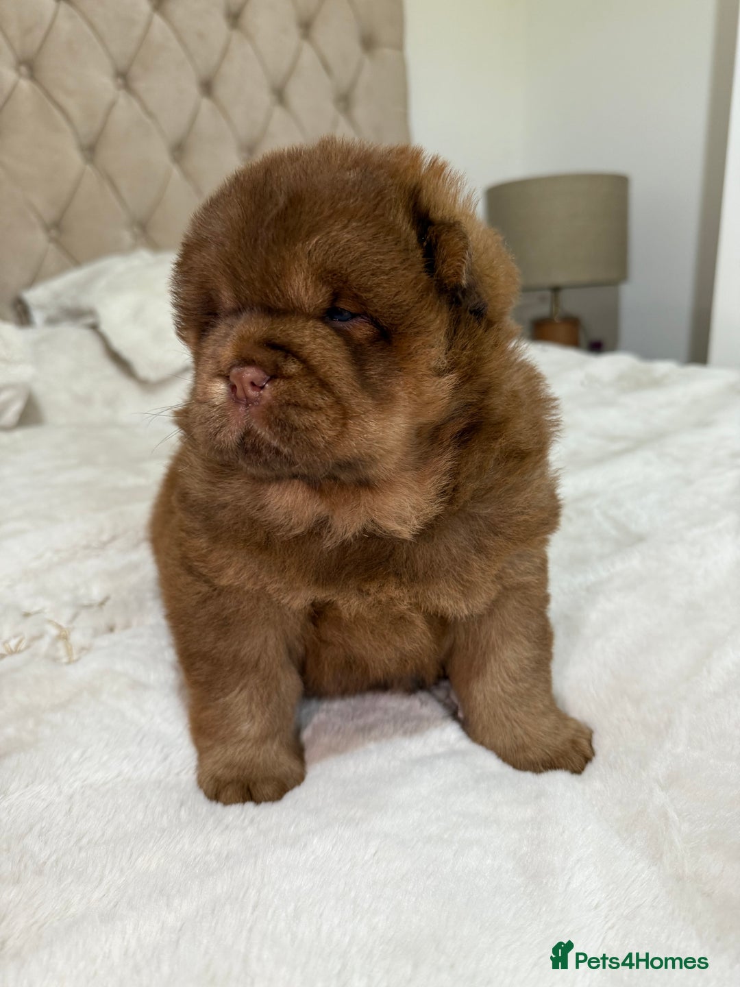 Chow Chow dogs for sale: Beautiful chow litter KC registered 🧬💜🍫 - Advert 21