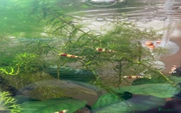 Shrimps fish for sale: Crystal Red Bee Shrimp (Caridina cantonensis) - Image 5