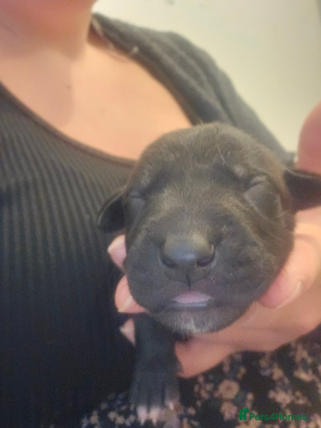 Lurcher dogs for sale: Lurcher puppies  - Image 6