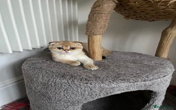 Scottish Fold cats for sale: SUMMER SALE LUXURY GOLDEN CHINCHILLA SCOTTISH FOLD - Image 9