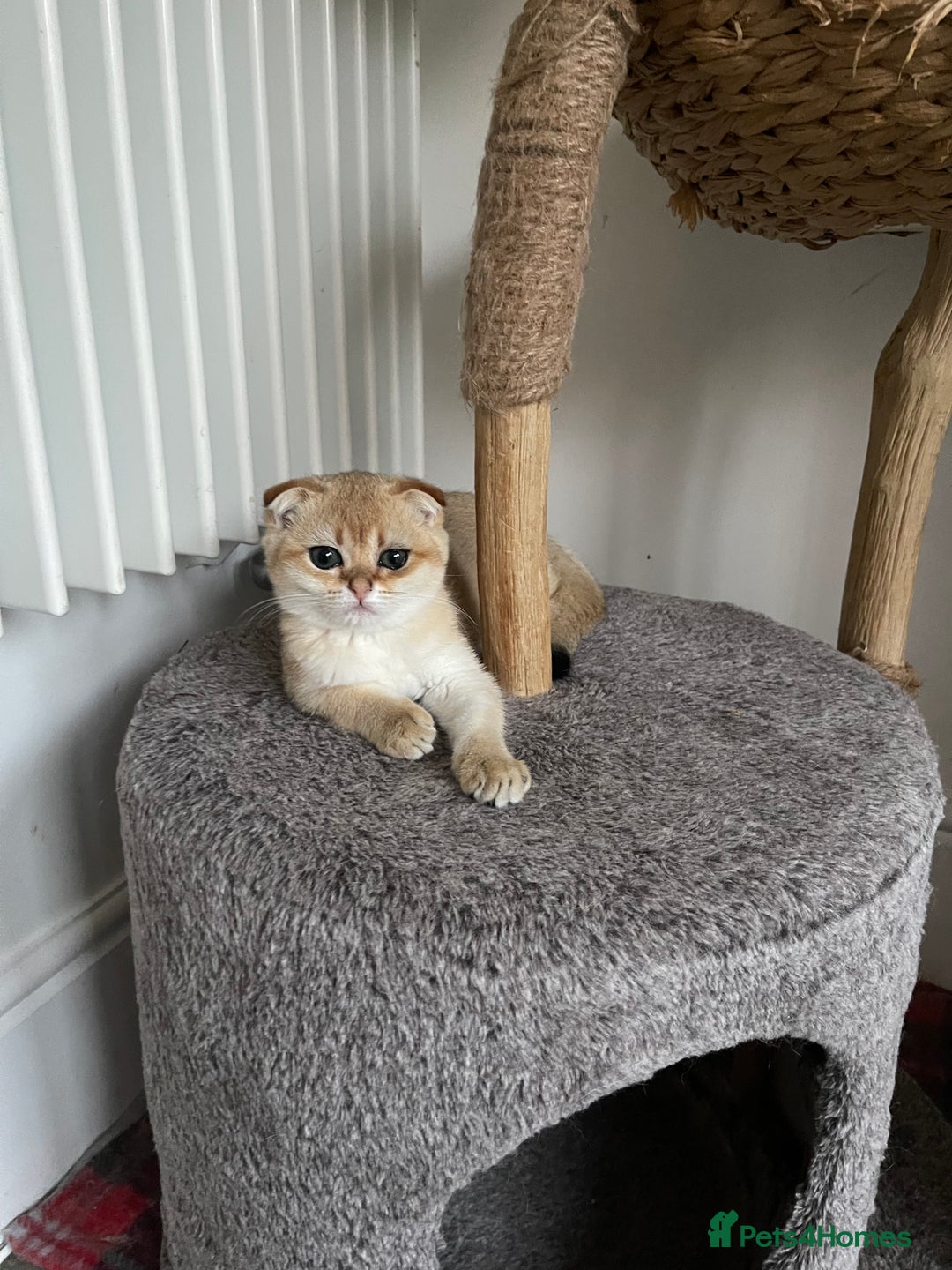 Scottish Fold cats for sale: SUMMER SALE LUXURY GOLDEN CHINCHILLA SCOTTISH FOLD - Image 9