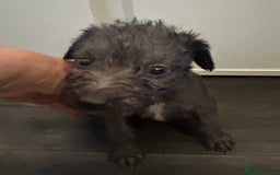 Mixed Breed dogs for sale: Beddlington x Whippet - Image 6
