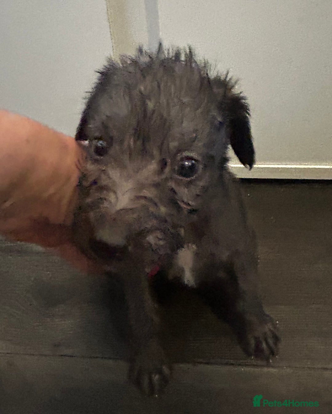 Mixed Breed dogs for sale: Beddlington x Whippet - Image 6