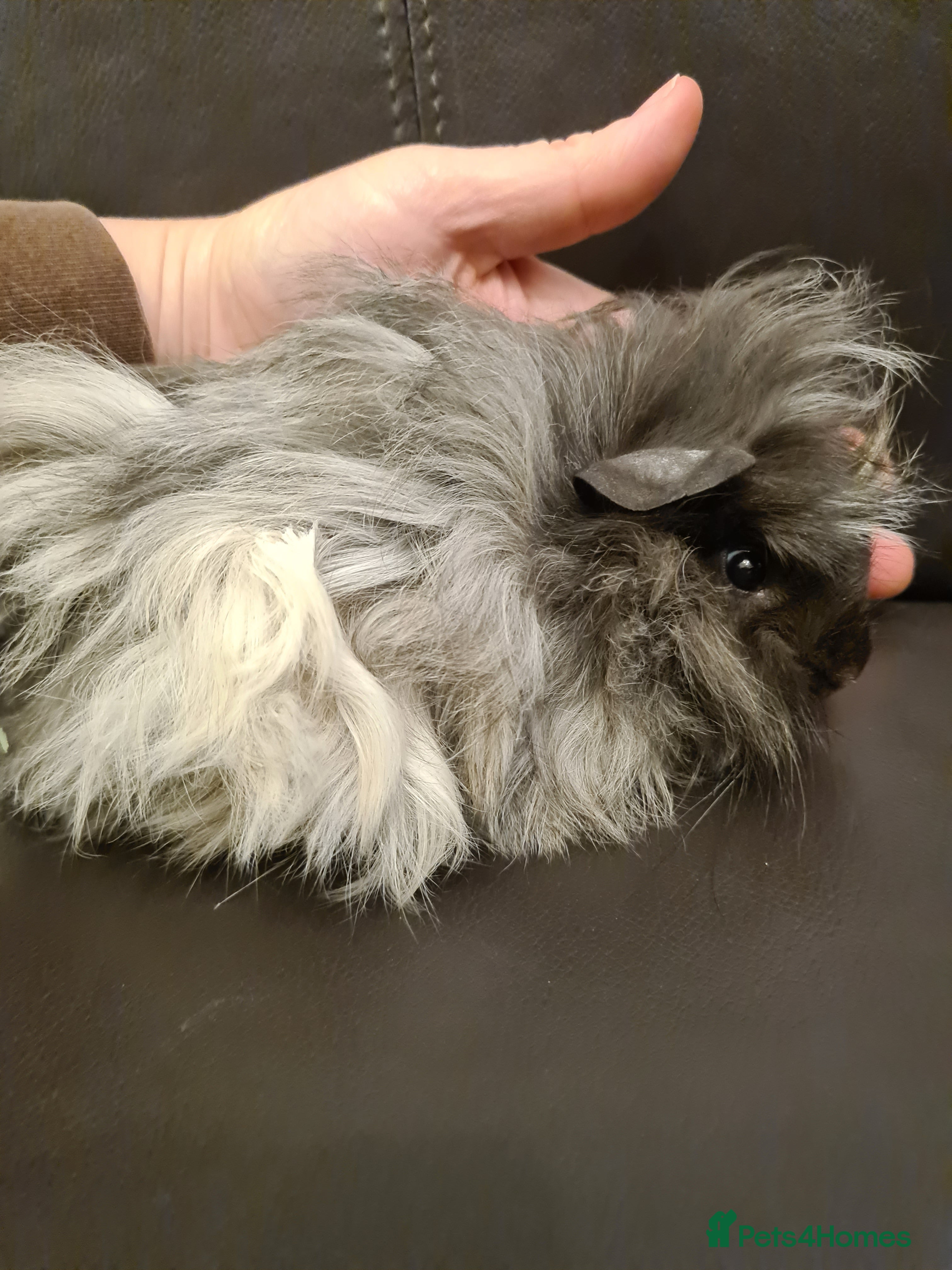 Guinea Pig rodents Long haired Peruvian-cross baby boys - Advert 15