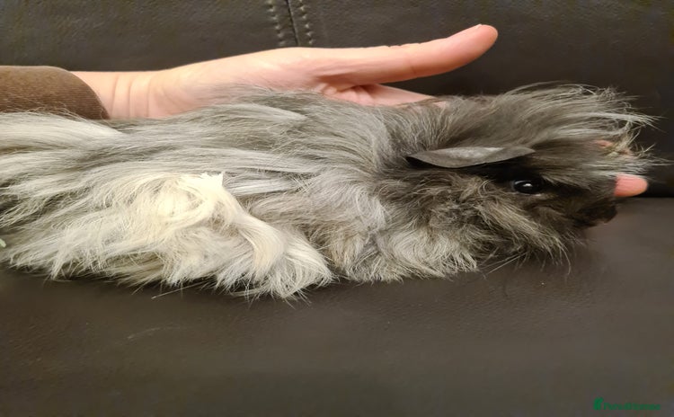Guinea Pig rodents - Advert 1
