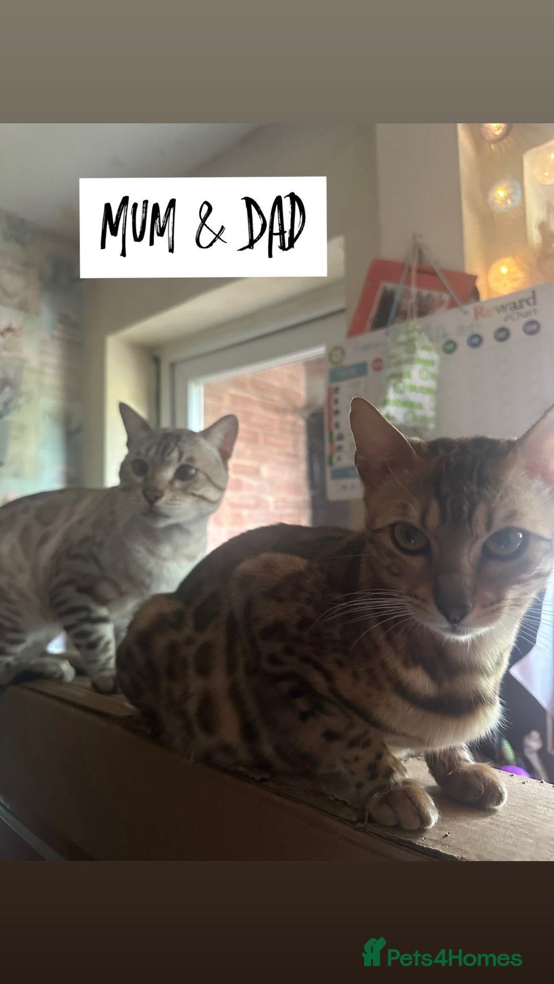 Bengal cats for sale: BENGAL KITTENS FOR SALE - Image 9