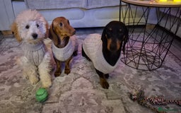 Miniature Poodle dogs for sale: Olly to a 5* home - Image 2