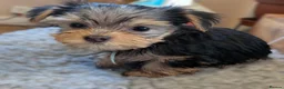 Yorkshire Terrier dogs for sale: Yorkshire Terrier Puppies — 2 Boys & 2 Girls Ready - Advert 21