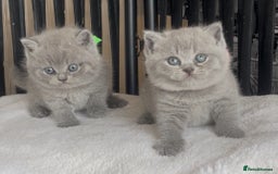 British Shorthair cats for sale: Absolutely beautiful BSH kittens  - Image 35