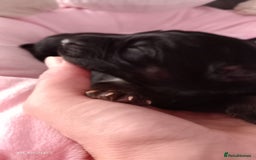 German Shepherd dogs for sale: Excellent Long-Haired German Shepherd Puppies. KC. - Image 12