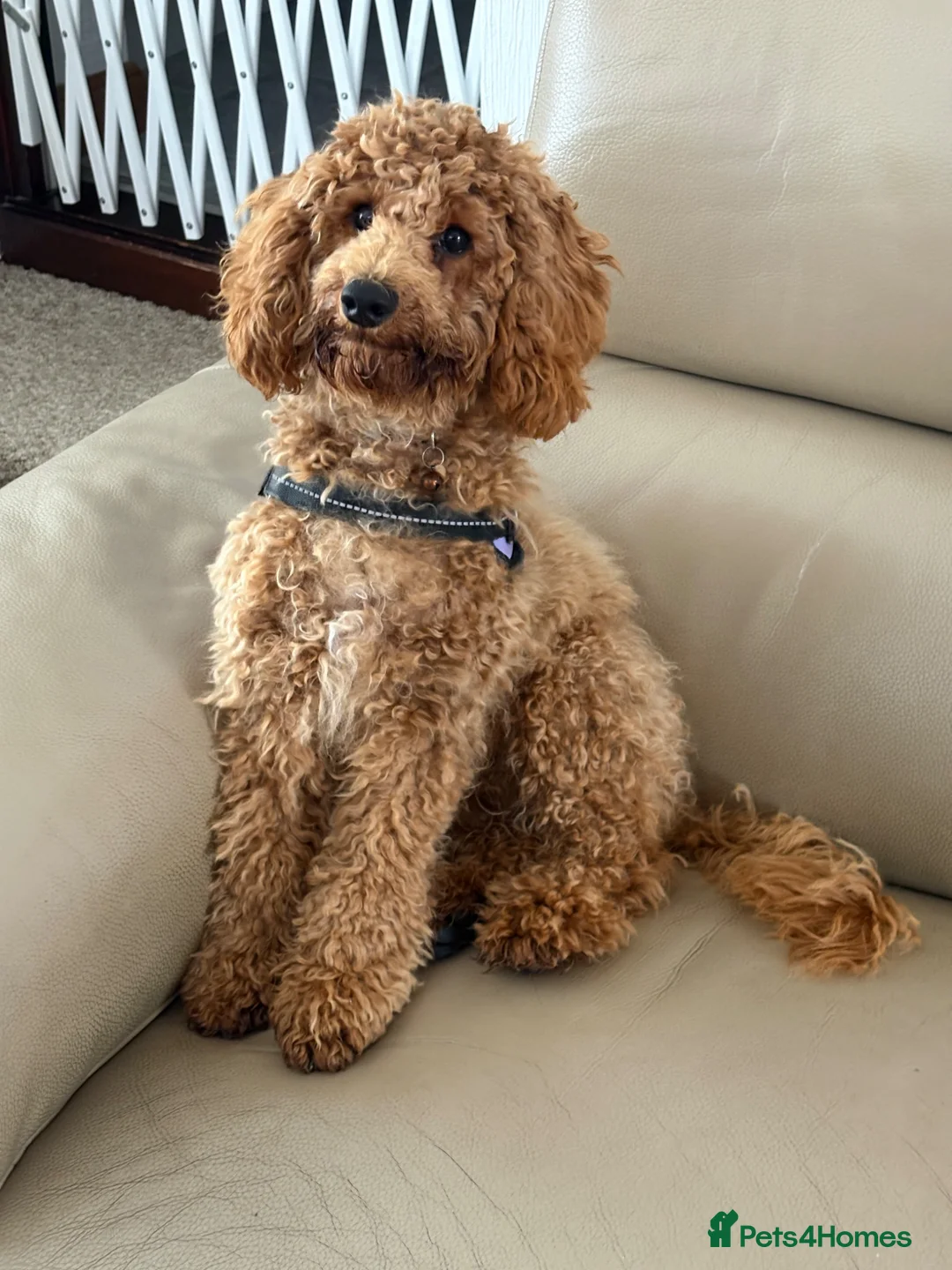 Maltipoo dogs for sale: Piper - Advert 4