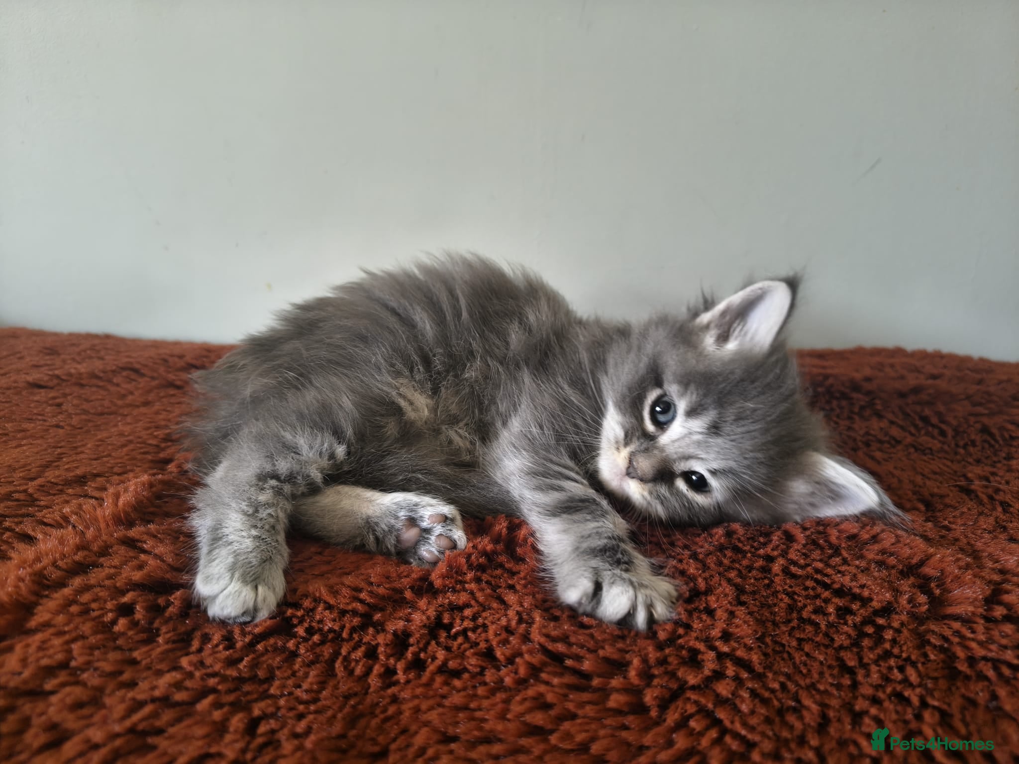 Maine Coon cats Tica registered Maine coon kittens - Advert 1
