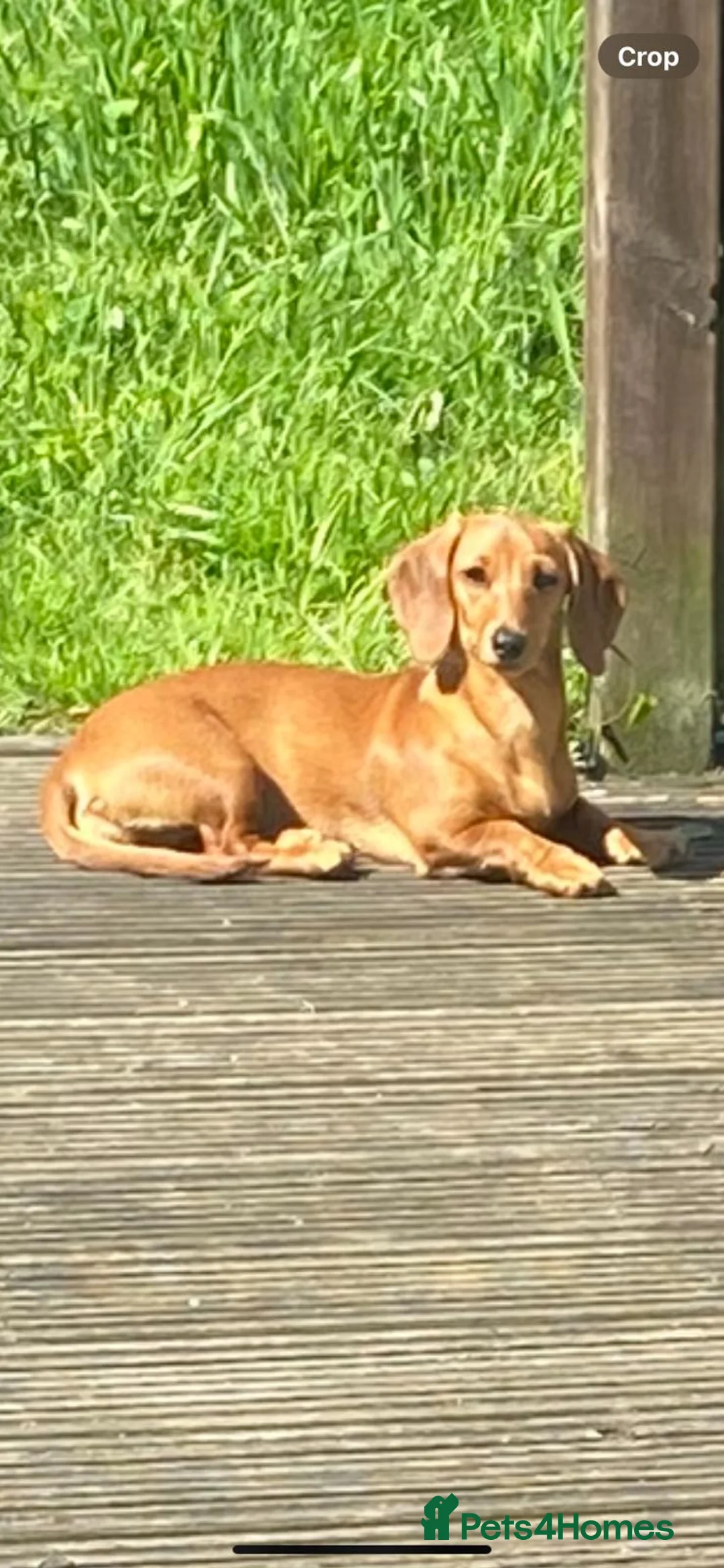 Dachshund dogs for sale: 2 dachshund left  - Advert 10