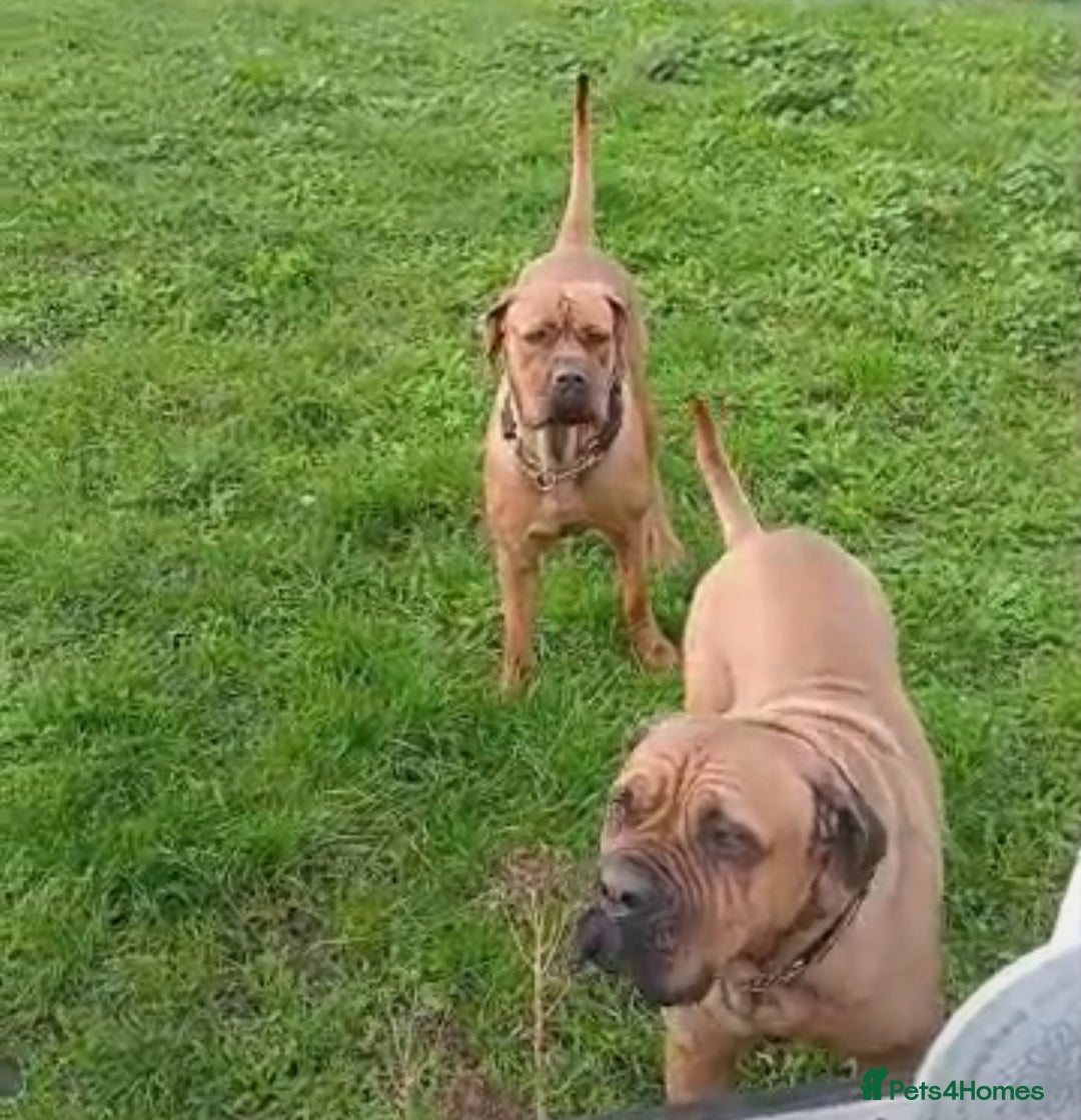 Cane Corso dogs for sale: Puppy for a new home  - Advert 2