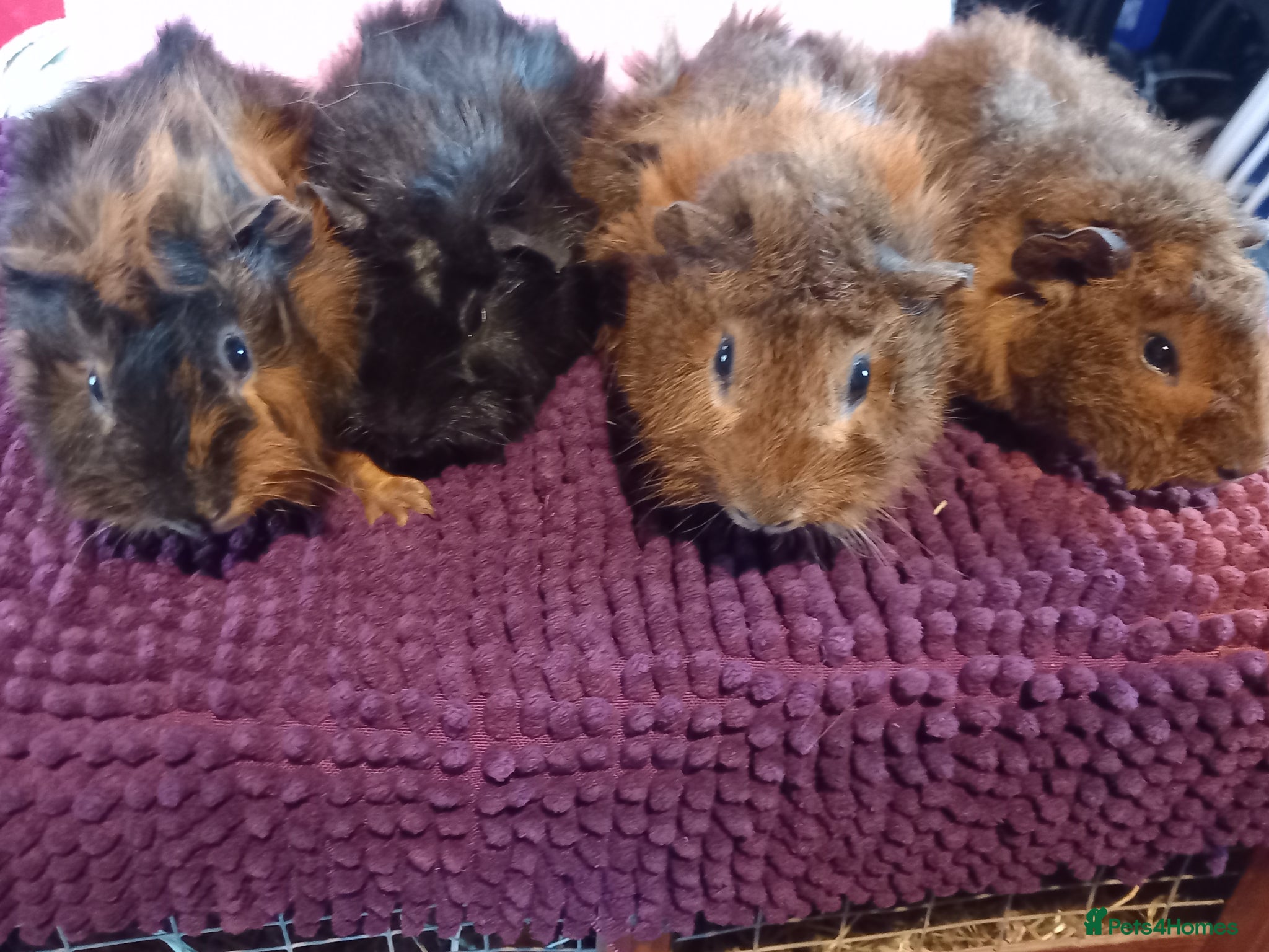 Guinea Pig rodents Aby type pet boars - Advert 8