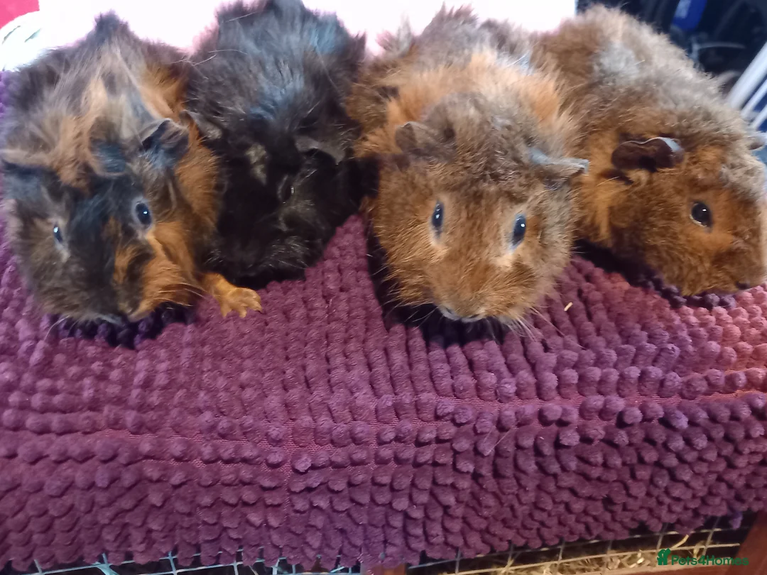 Guinea Pig rodents for sale: Aby type pet boars. Only 1 left. - Advert 1