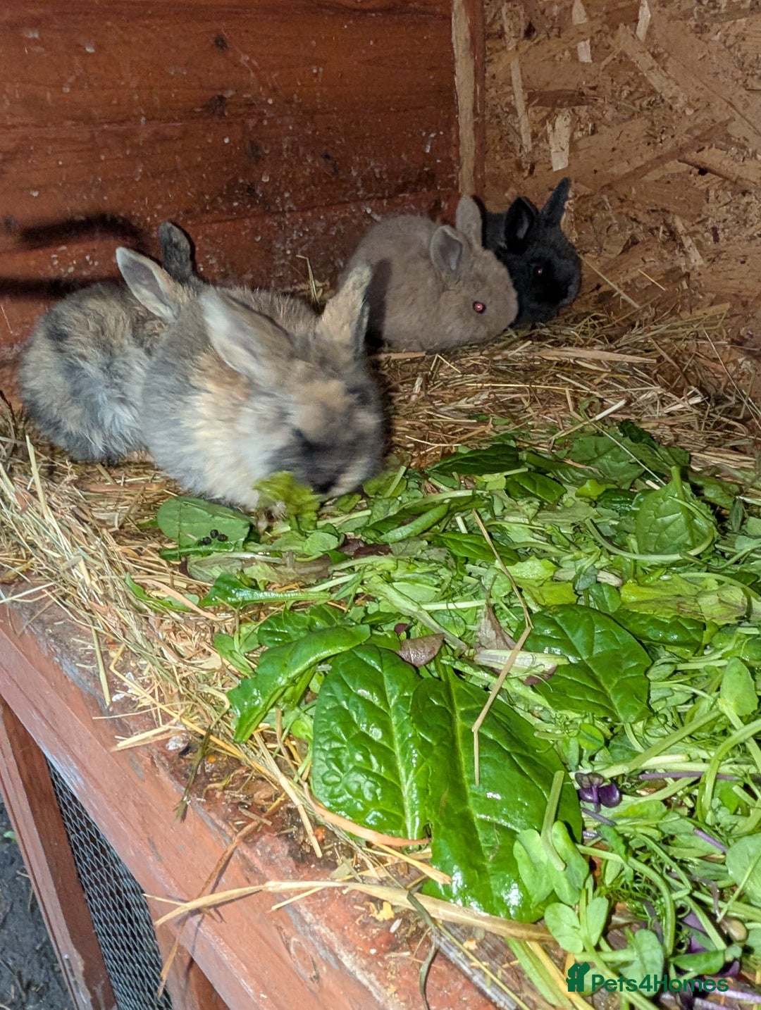 English rabbits for sale: Various Rabbits And Bunnies. Mixed Gender, colours - Advert 9