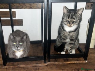 British Shorthair cats For adoption - Advert 8